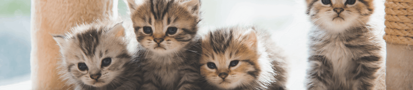 Conceptos básicos sobre gatitos: 4 consejos para alimentar a los gatitos