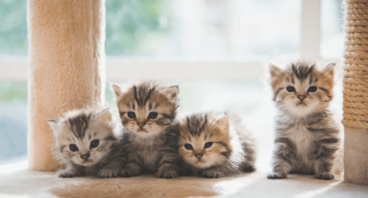 Conceptos básicos sobre gatitos: 4 consejos para alimentar a los gatitos
