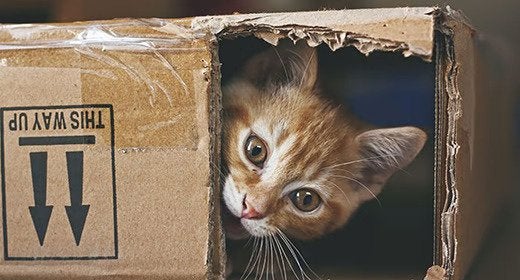 Entendiendo los códigos de producto de la comida de gatito