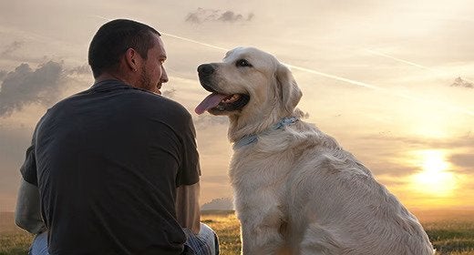 Comprendiendo los ingredientes comunes de alimentos para perros