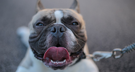 4 consejos para cambiar la dieta de tu perro