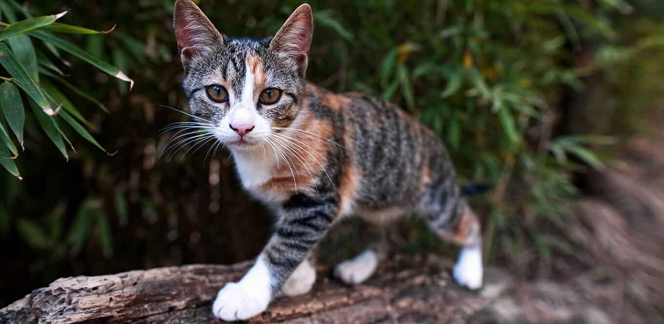 Los beneficios de saludo en los aceites de pescado en la comida para gatitos