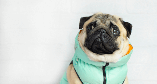 ¿Por qué mi perro tiembla?