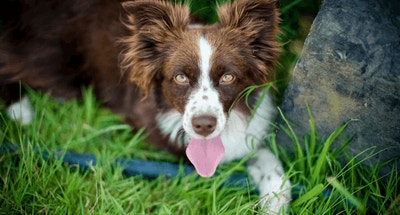 ¿Por qué los perros comen heces?