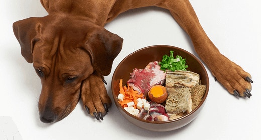 Por qué tu perro necesita proteína