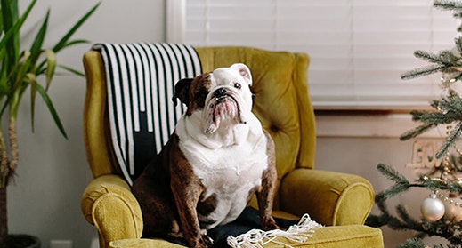 How L-Carniti Como la L-carnitina puede ayudar a tu perro a perder pesone Can Help Your Dog Lose Weight-mob