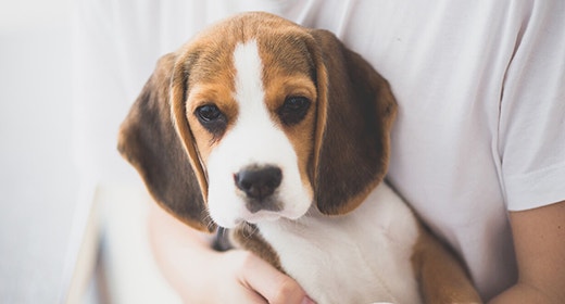 Conceptos básicos de cachorros: consejos y trucos de alimentación