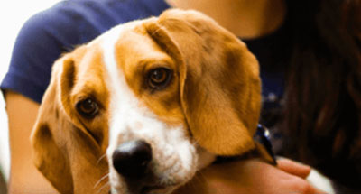 Articulos de Perro