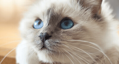 CÓMO CUIDAR A UN GATO