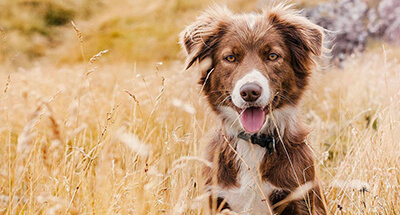 RECURSOS PARA PERRO